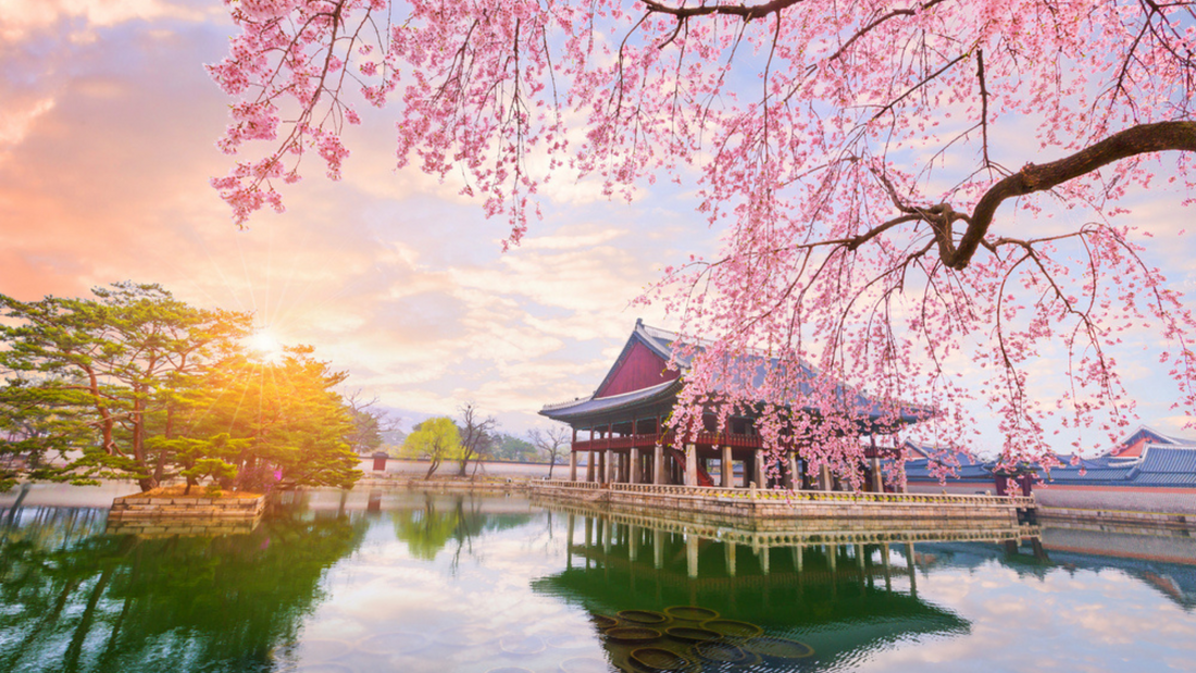 Best Spring Festivals in South Korea – 2024