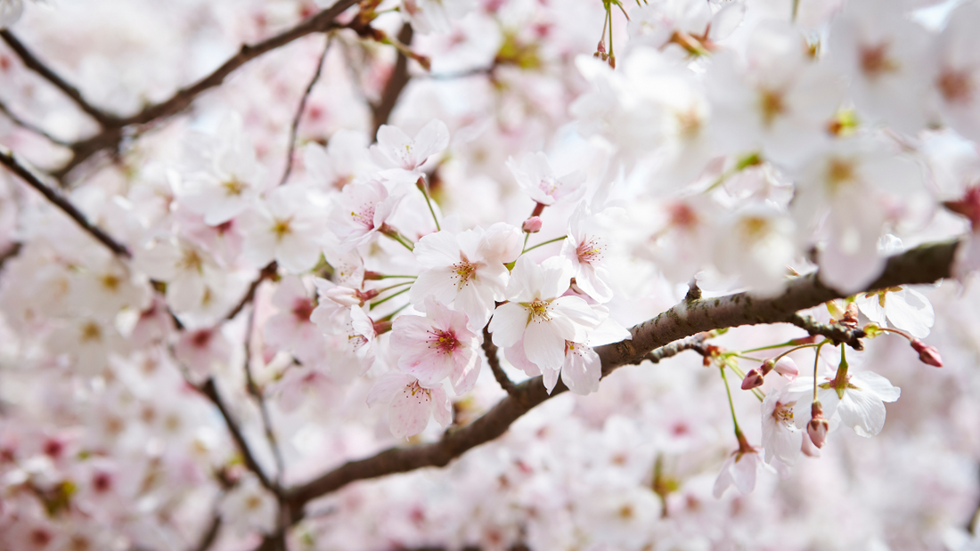 Cherry Blossom Festivals in Korea