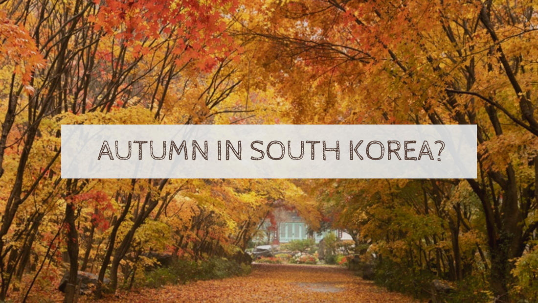 Wonder What It Is Like To Experience Autumn In South Korea?