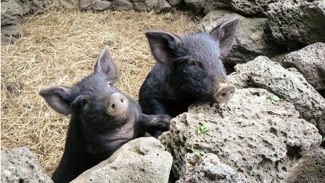 two jeju black pigs 